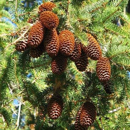 Picea Abies (Norway Spruce)